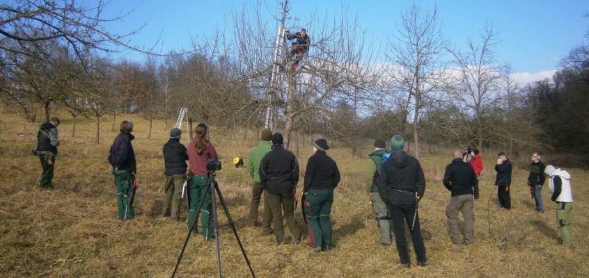 Kurs – Schnitt älterer Obstbäume